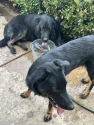 Reunited Unknown Dog last seen Near Potomac Dr, Menifee, CA 92586, USA, Menifee, CA 92586