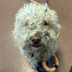 Shelter Stray Female Dog last seen Bay Trail (on San Leandro side), SAN LEANDRO, CA, 94579, 8323 Baldwin St, Oakland, CA 94621, USA