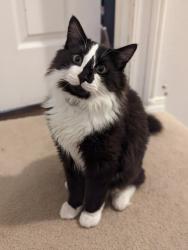 Reunited Male Cat last seen Jaden and Pittsburgh, St. Helens, OR 97051