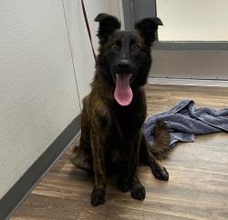 Shelter Stray Male Dog last seen Near San Ysidro, San Diego, CA, 92173, 5500 Gaines St, San Diego, CA 92110, USA