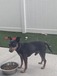 Reunited Male Dog last seen Ascend cottages, Hendersonville, NC 28792