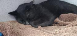 Shelter Stray Male Cat last seen Near S Capehart Street, Kearns Township, UT, 84118, 511 W 3900 S, Salt Lake City, UT 84123, USA