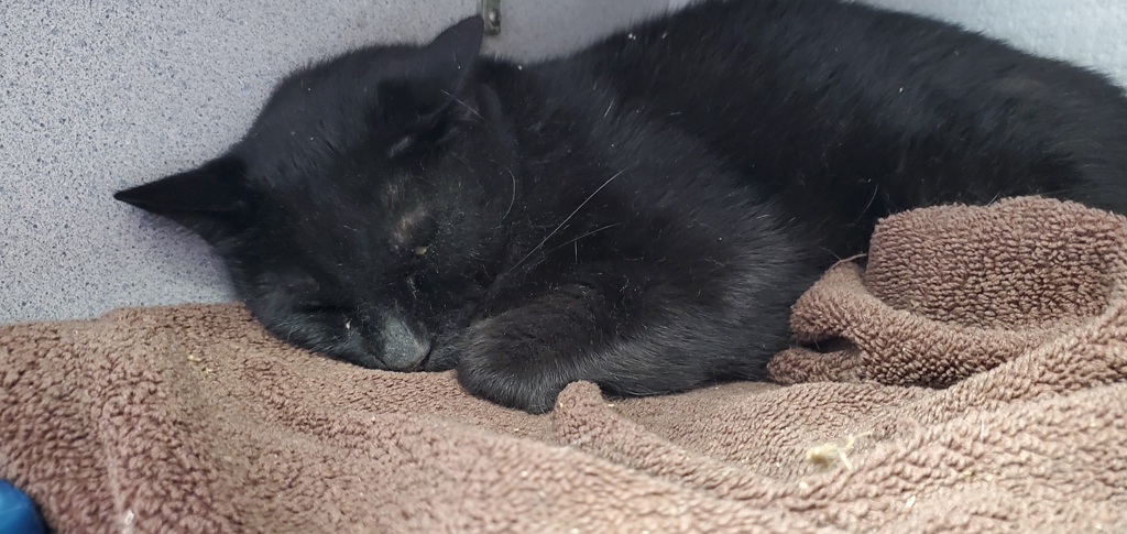 Shelter Stray Male Cat last seen Near S Capehart Street, Kearns Township, UT, 84118, 511 W 3900 S, Salt Lake City, UT 84123, USA
