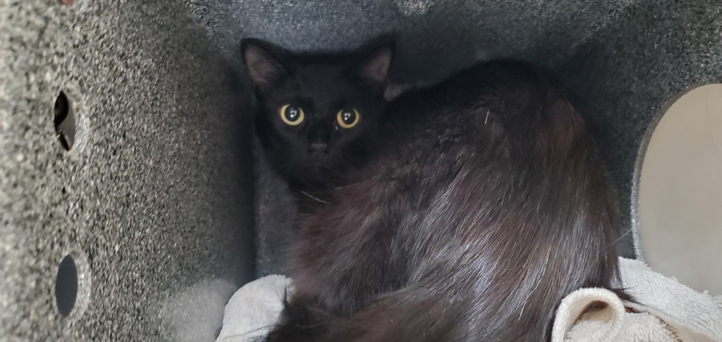 Shelter Stray Female Cat last seen Near W 4700 S, Kearns Township, UT, 84118, 511 W 3900 S, Salt Lake City, UT 84123, USA
