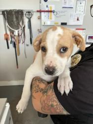 Shelter Stray Female Dog last seen Near S 4095 W, Kearns Township, UT, 84118, 511 W 3900 S, Salt Lake City, UT 84123, USA