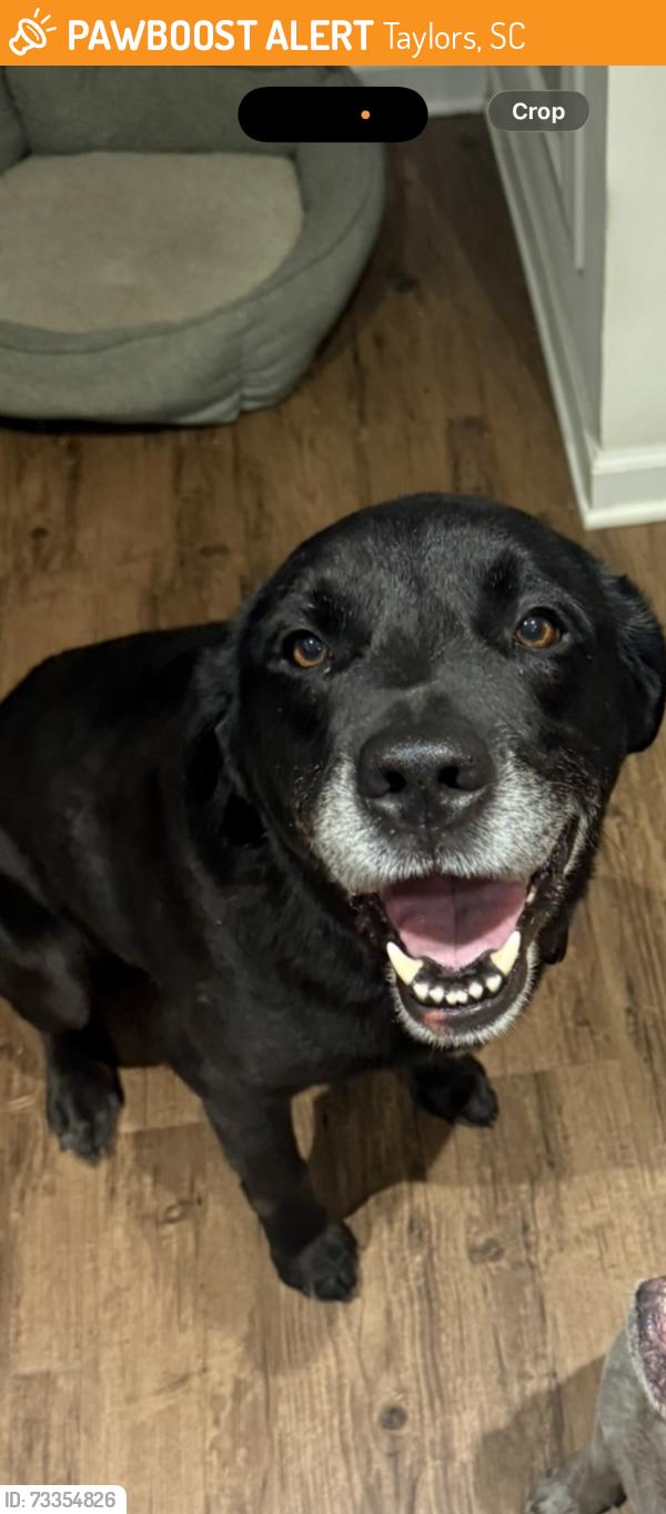 Found/Stray Male Dog last seen In a ditch off wade hampton blvd, Taylors, SC 29687