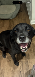 Found/Stray Male Dog last seen In a ditch off wade hampton blvd, Taylors, SC 29687