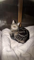 Lost Female Cat last seen co-op, Carmarthenshire, Wales SA31 3JN