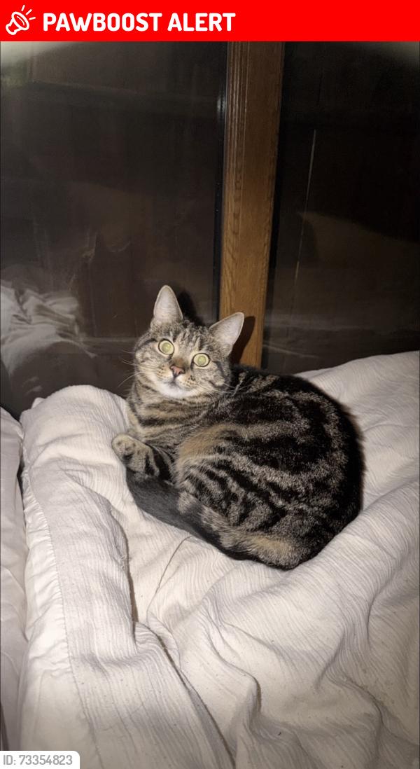 Lost Female Cat last seen co-op, Carmarthenshire, Wales SA31 3JN