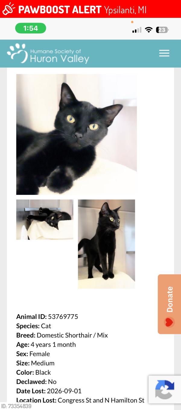 Lost Female Cat last seen Congress Street & Normal, Ypsilanti, MI 48197