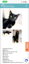 Lost Female Cat last seen Congress Street & Normal, Ypsilanti, MI 48197