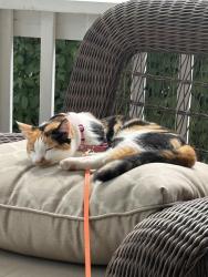 Reunited Female Cat last seen NE 47th Street Ankeny, IA, Ankeny, IA 50021
