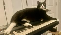 Reunited Male Cat last seen Backyard of 587 Greene ave, Brooklyn, NY 11216