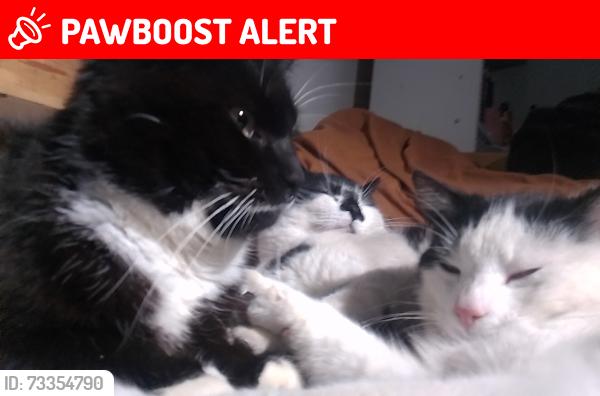 Lost Male Cat last seen Dominic's road, Gravelly Hill, England B23 7NR