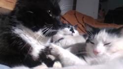 Lost Male Cat last seen Dominic's road, Gravelly Hill, England B23 7NR
