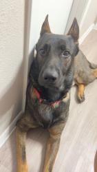 Lost Male Dog last seen Carolyn G bukhair, Dallas, TX 75240