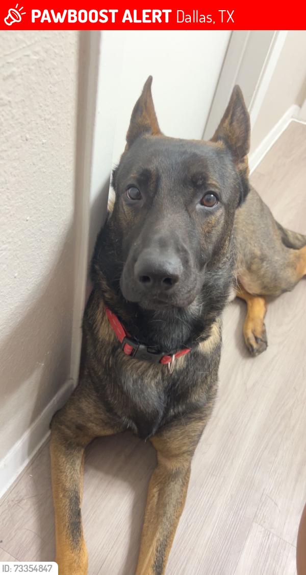 Lost Male Dog last seen Carolyn G bukhair, Dallas, TX 75240