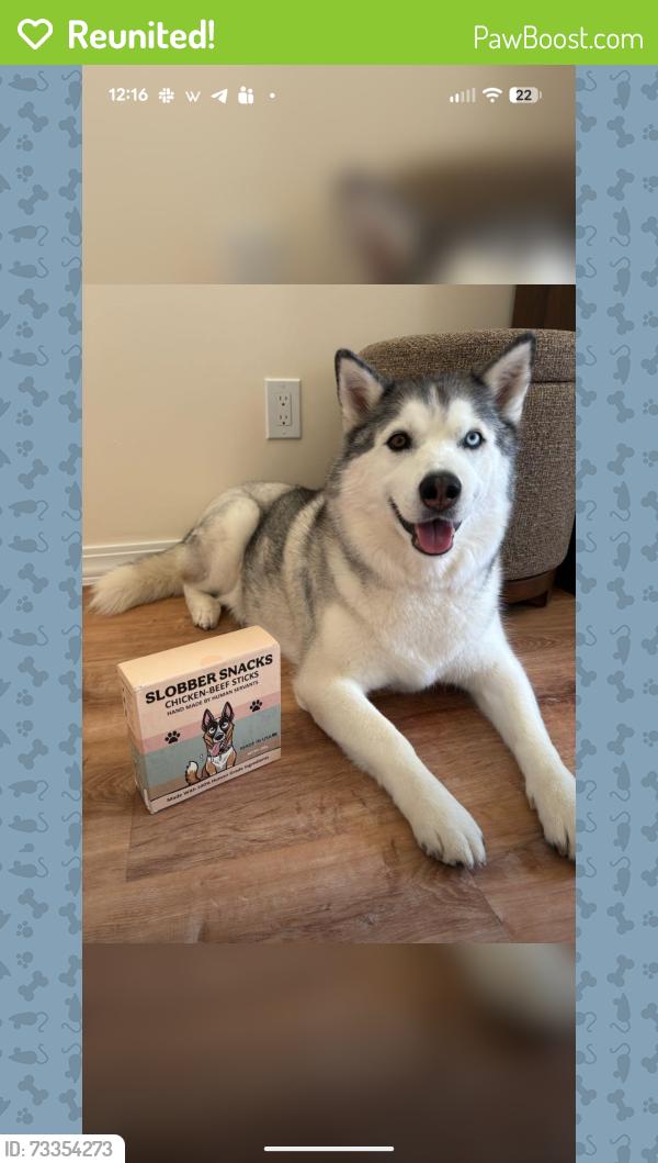 Reunited Female Dog last seen Ferguson ave, Locust Grove, GA 30248