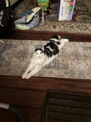 Lost Female Cat last seen Stoneleigh dr and Hugh Howell rd, Stone Mountain, GA 30087