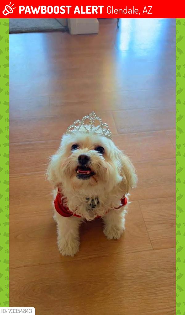 Lost Female Dog last seen N 95th Ave and camelback rd, Glendale, AZ 85037