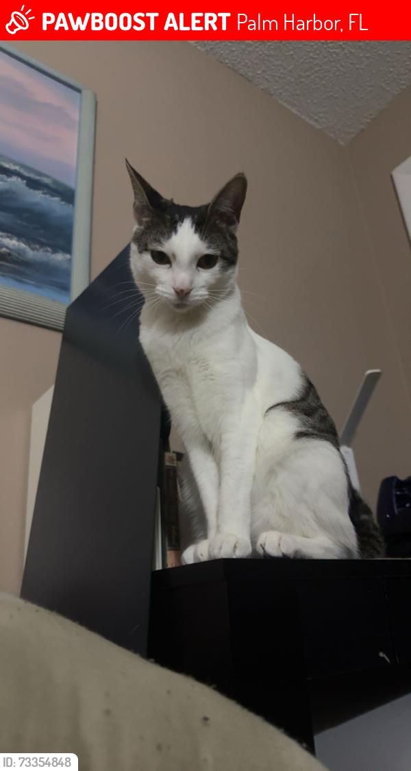 Lost Female Cat last seen Near citrus hill lane, Palm Harbor, FL 34683
