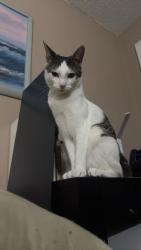 Lost Female Cat last seen Near citrus hill lane, Palm Harbor, FL 34683