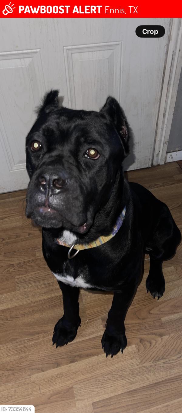 Lost Male Dog last seen Near fm 1182, Ennis, TX 75119