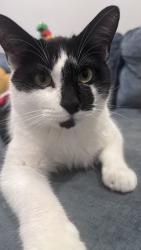 Reunited Male Cat last seen Tramore rd Baltimore Maryland, Baltimore, MD 21214