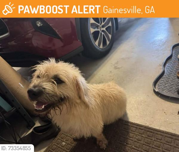Found/Stray Male Dog last seen Montgomery, Gainesville, GA 30504