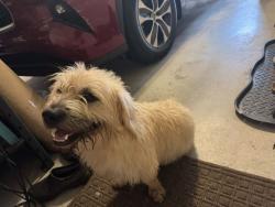Found/Stray Male Dog last seen Montgomery, Gainesville, GA 30504