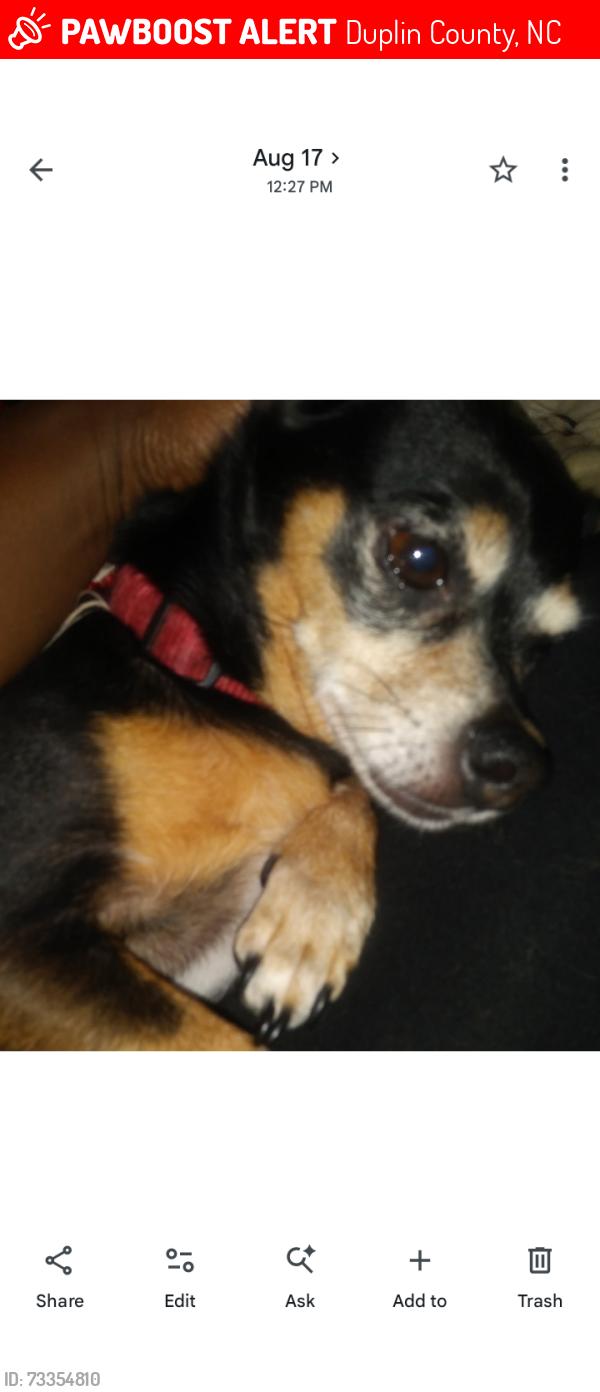 Lost Male Dog last seen New Town Rd/Coston Lane Teachey NC, Duplin County, NC 28464