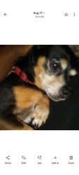 Lost Male Dog last seen New Town Rd/Coston Lane Teachey NC, Duplin County, NC 28464