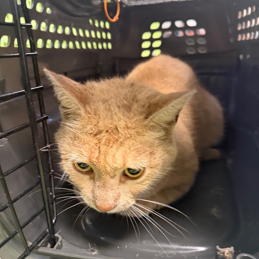 Shelter Stray Male Cat last seen , Animal Care & Control Team of Philly, 111 W Hunting Park Ave, Philadelphia, PA 19140, USA