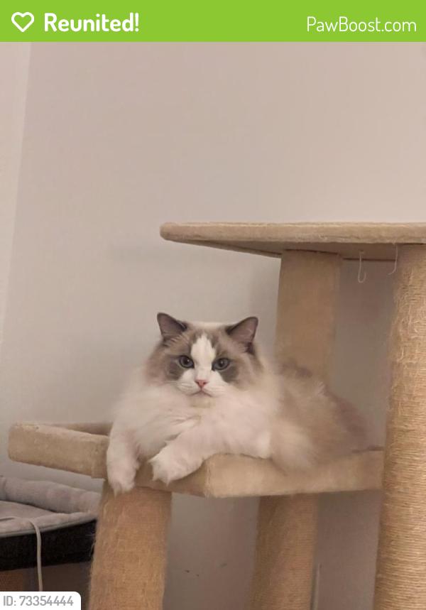 Reunited Male Cat last seen Near Bowling Green Dr, Westbury, NY 11590, USA, Westbury, NY 11590