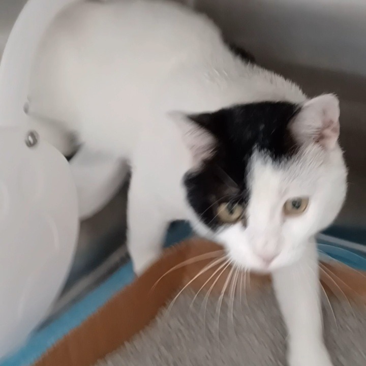 Shelter Stray Male Cat last seen , 1013 Garfield St, Oak Park, IL 60304, USA