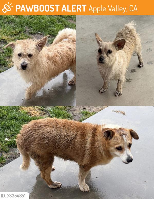 Found/Stray Unknown Dog last seen Choco and Corwin, Apple Valley, CA 92307