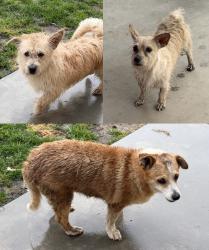 Found/Stray Unknown Dog last seen Choco and Corwin, Apple Valley, CA 92307