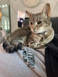 Reunited Male Cat last seen Stella Ave & Corinth, Dallas, TX 75216
