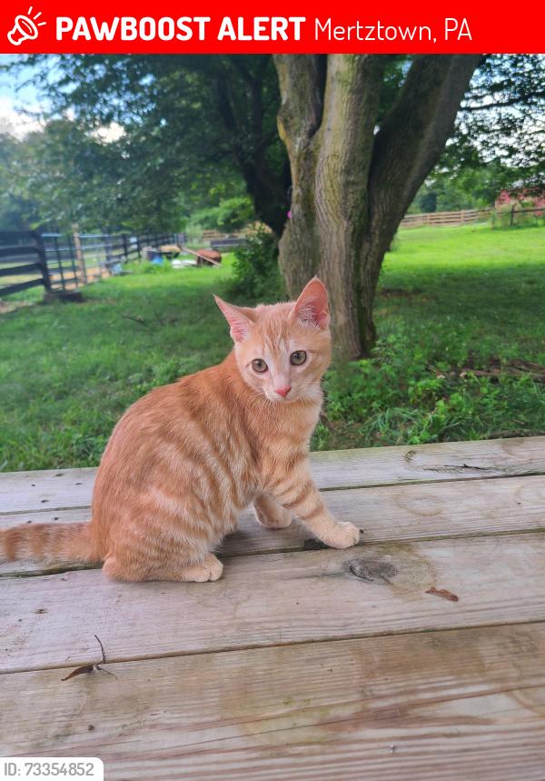 Lost Male Cat last seen Ashi's Mertztown Market, Mertztown, PA 19539
