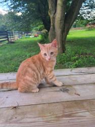 Lost Male Cat last seen Ashi's Mertztown Market, Mertztown, PA 19539