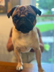 Lost Male Dog last seen Northpoint Neighborhood, Roswell, GA 30075