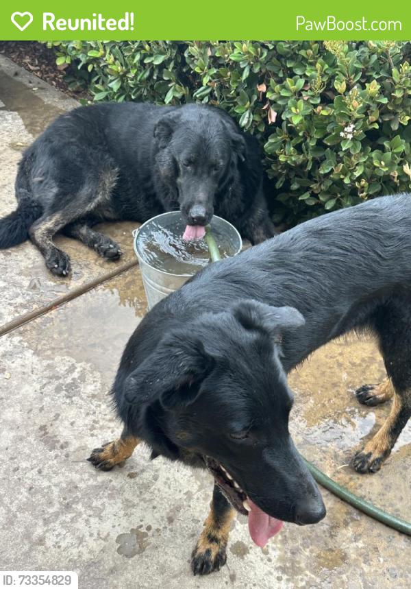 Reunited Unknown Dog last seen Near Potomac Dr, Menifee, CA 92586, USA, Menifee, CA 92586