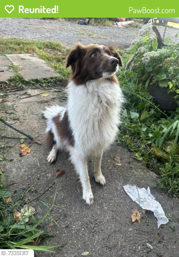 Reunited Unknown Dog last seen Near Tammy’s market, McMinnville, TN 37110