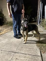 Found/Stray Female Dog last seen Suter st and Octavia in the Allendale neighborhood of Oakland, Oakland, CA 94619