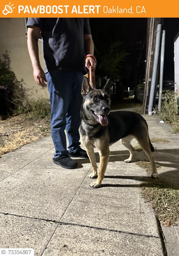 Found/Stray Female Dog last seen Suter st and Octavia in the Allendale neighborhood of Oakland, Oakland, CA 94619