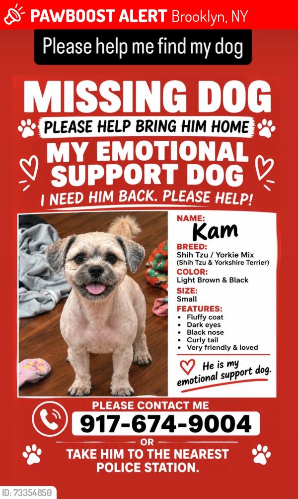 Lost Male Dog last seen Ave j,, Brooklyn, NY 11210