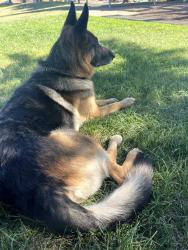 Found/Stray Male Dog last seen Norman waters park, Sacramento, CA 95828