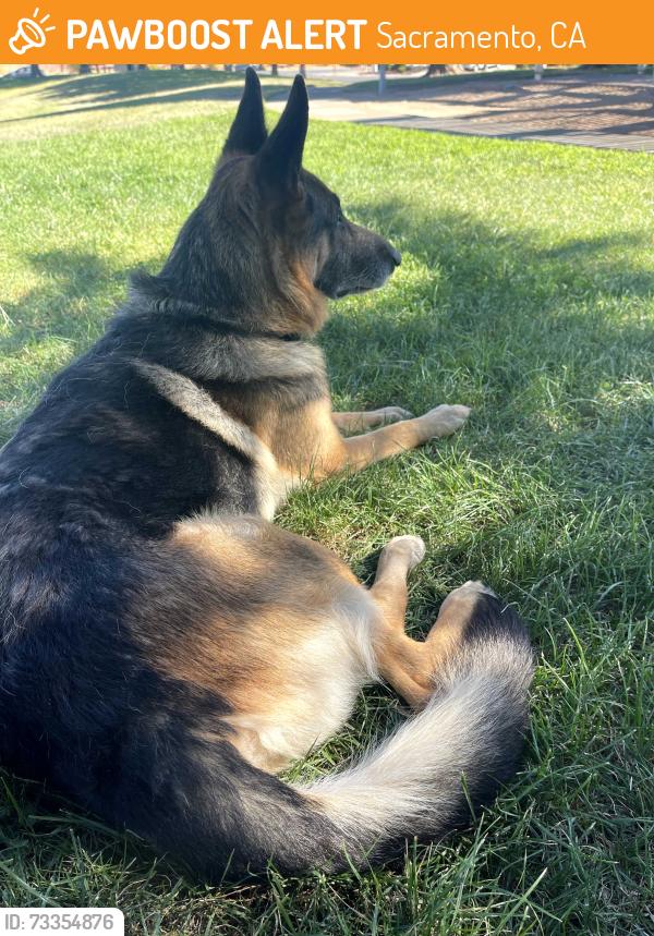 Found/Stray Male Dog last seen Norman waters park, Sacramento, CA 95828