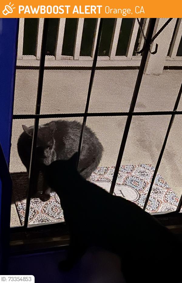 Found/Stray Unknown Cat last seen La Veta and Parker, Orange, CA 92868