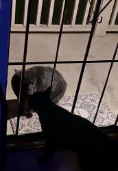 Found/Stray Unknown Cat last seen La Veta and Parker, Orange, CA 92868